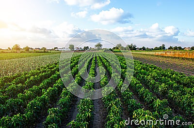 A farm field planted with pepper crops. Growing capsicum peppers, leeks and eggplants. Growing organic vegetables on open ground Stock Photo