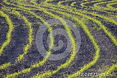 Farm field with Rows of young corn shoots on a cornfield, rural countryside landscape with fresh germinated corn plants Stock Photo