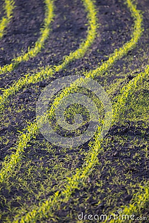 Farm field with Rows of young corn shoots on a cornfield, rural countryside landscape with fresh germinated corn plants Stock Photo