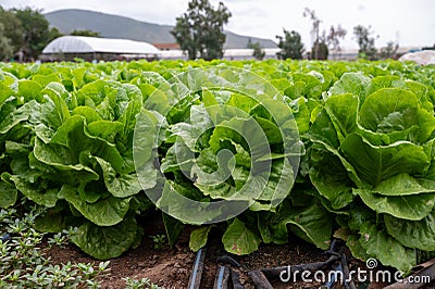 Farm field with rows of young fresh green romaine lettuce plants growing outside under italian sun, agriculture in Italy Stock Photo