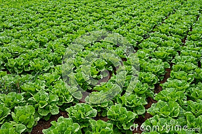 Farm field with rows of young fresh green romaine lettuce plants growing outside under italian sun, agriculture in Italy Stock Photo