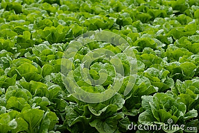 Farm field with rows of young fresh green romaine lettuce plants growing outside under italian sun, agriculture in Italy Stock Photo
