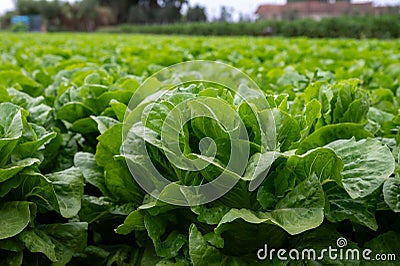 Farm field with rows of young fresh green romaine lettuce plants growing outside under italian sun, agriculture in Italy Stock Photo