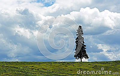 Farm Field Tree Sky Crop Stock Photo