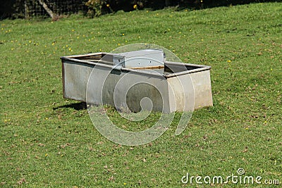 Animal Drinking Water. Stock Photo