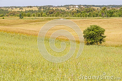 Farm field with wheal plantation and trees in Vale Seco, Santia Stock Photo