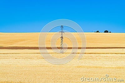 Farm fields with golden wheat ears Stock Photo