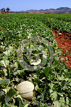 Farm fields, melons plantation Stock Photo