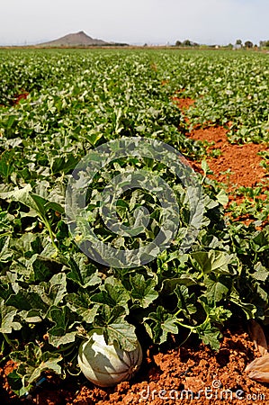 Farm fields, melons plantation Stock Photo