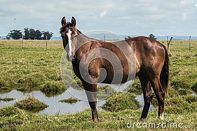 Farm free brown horse grazing. Stock Photo