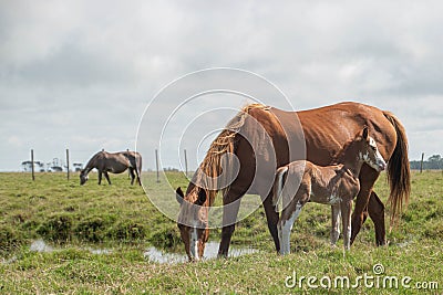 Farm free brown horse grazing. Stock Photo