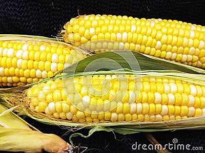 Farm fresh corn on the cob Stock Photo