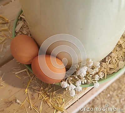 Farm Fresh Eggs, Chicken, Flowers, Countryside Aesthetic Farm Product, Homestead, Gypsophile,Homesteading, Farming. Stock Photo