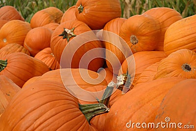 Farm Fresh Halloween Jack-o-Lantern Pumpkins Stock Photo