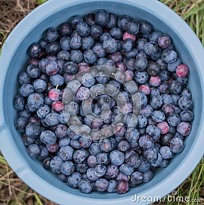 Farm fresh imperfect blueberries in a bowl Stock Photo