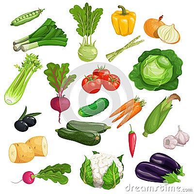 Farm fresh vegetables big set. Collection of veggies icons. Best for menu and package designs. Vector Illustration