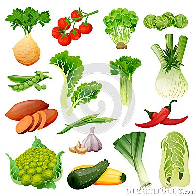 Farm fresh vegetables. Vector flat cartoon illustration. Isolated celery, tomato, brussels cabbage, peas, leek, beans Vector Illustration