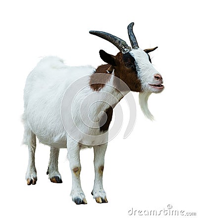 Farm goat. Isolated on white Stock Photo