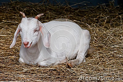 Farm goat resting after meal Stock Photo