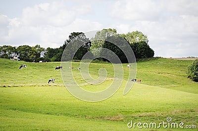 Farm Green Meadow Stock Photo