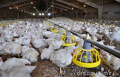 Farm for growing broiler chickens Stock Photo