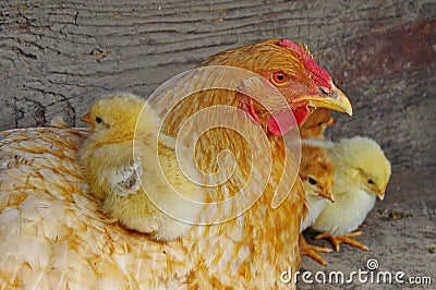 Farm. Hen with cute chicks Stock Photo