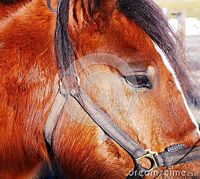 Farm horse close up Stock Photo