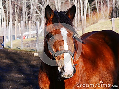 Farm horse Stock Photo