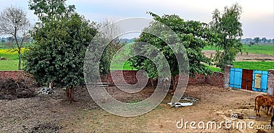 Farm horse tree gras agricultural Stock Photo