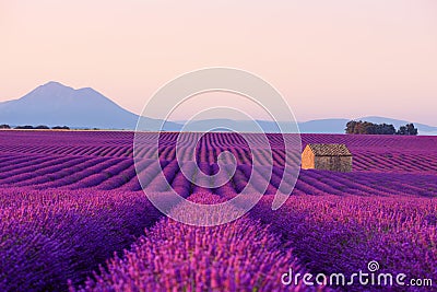 Farm house in beautiful blooming lavender field Stock Photo