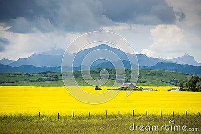 Farm house in field of canola Stock Photo