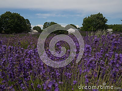 Farm house in a lavender field Stock Photo