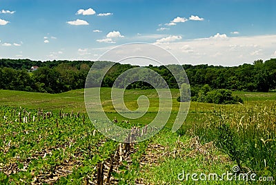Farm Landscape Stock Photo