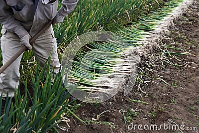 Harvesting Japanese leek Stock Photo