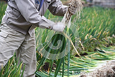 Harvesting Japanese leek Stock Photo