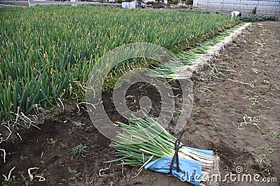 Harvesting Japanese leek Stock Photo