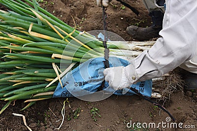 Harvesting Japanese leek Editorial Stock Photo