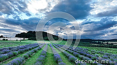 Farm lavender field drone aerial farming magic scenic sunset Lavandula angustifolia growing purple true English flower Stock Photo