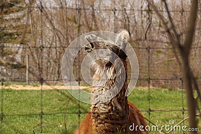 Singing llama Stock Photo