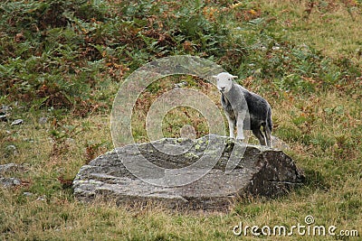 Farm Mountain Sheep. Stock Photo