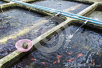 Farm nursery Ornamental fish freshwater in Recirculating Aquaculture System. Stock Photo