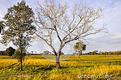 Farm in Pantanal, Mato Grosso (Brazil) Stock Photo