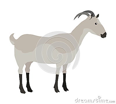 Farm Pet Goat Vector Illustration