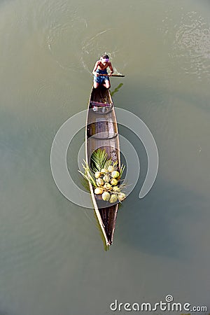 Farm photography with coconut life, Editorial Stock Photo