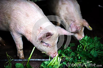 Farm piglets eating grass in the countryside Stock Photo