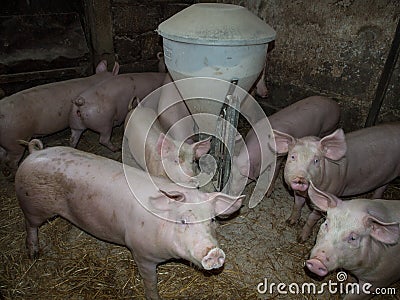 Farm pigs eating Stock Photo