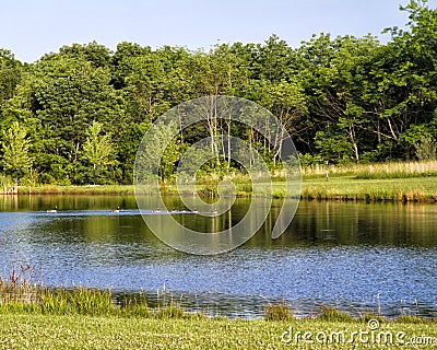 Farm Pond with Canada Geese Stock Photo