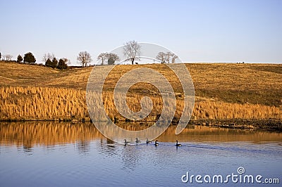 Farm Pond Ducks Stock Photo