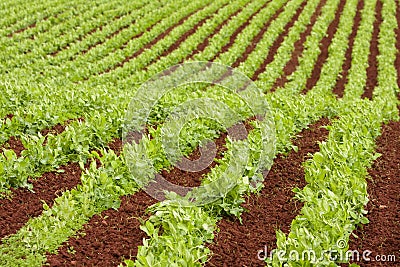 Farm rows of fresh pea plants Stock Photo