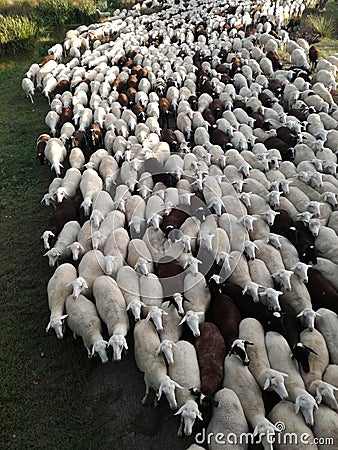 Farm. Ruminant domestic mammalia. The inside the flock of sheep, seen from above. Ovine cattle breeding. Stock Photo